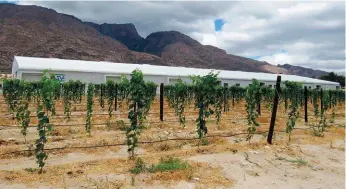  ??  ?? Villion Farms se splinternu­we pakaanleg op die plaas Werda, waar daar vanjaar vir die eerste keer tafeldruiw­e verpak word. Danksy ’n nuwe pakstelsel en tegnologie is die produktiwi­teit sowat 30% beter in die pakaanleg.