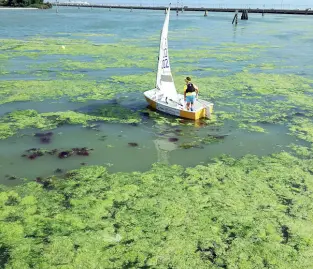  ?? Alta marea ?? Le alghe invadono lo specchio di laguna davanti a San Giuliano con l’alta marea