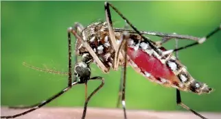  ??  ?? (File photo) A female Aedes aegypti mosquito. Reuters