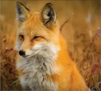  ??  ?? Foxes can kill livestock – but what’s the best way to control them?