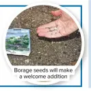  ??  ?? Borage seeds will make a welcome addition