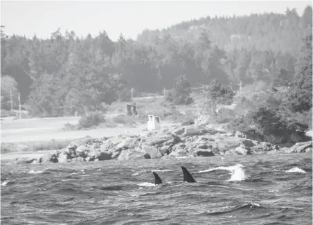  ??  ?? Warnings of orcas showing up near a navy dry-land blasting site on Bentinck Island came too late to stop explosions Thursday, the navy said.