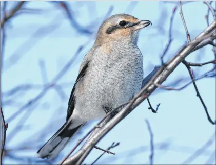  ?? BRUCE MACTAVISH PHOTO ?? The black mask and hooked bill give away the true nature of the northern shrike.