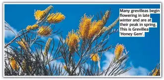  ?? ?? Many grevilleas begin flowering in late winter and are at their peak in spring. This is Grevillea ‘Honey Gem’.