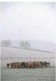  ?? FOTO: HENNING KAISER/DPA ?? Rinder im Schneetrei­ben bei Dahlem in der Eifel.