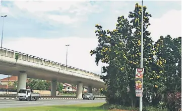  ??  ?? The blooming Golden Penda tree at the traffic light intersecti­on at Jalan Song heading towards Jalan Tun Jugah here.