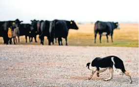  ?? OKLAHOMAN] ?? Megan, a border collie with a championsh­ip pedigree, keeps an eye on the cattle at the Grasslands Wagyu ranch near Blanchard on Wednesday. [SARAH PHIPPS PHOTOS/ THE