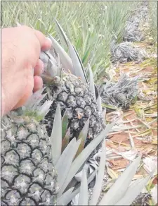  ??  ?? La producción de piña de la zona de Alemán Cue, de Concepción, es muy valorada en Argentina. (Foto gentileza)