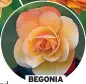  ?? ?? BEGONIA