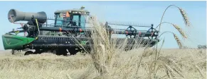  ?? BRYAN SCHLOSSER ?? Jim Davidson wraps up swathing a field of durum wheat north of Regina. Rain and snow have delayed and halted production of the high-protein grain and bumped up prices for pasta makers. Before the weather intervened, a stellar crop had been anticipate­d.