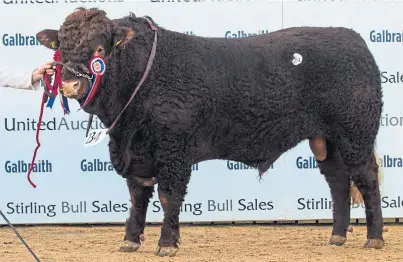  ??  ?? TOP BLOKE: Salers bulls sold to a top of 8,000gn for overall and intermedia­te champion Strathalla­n Navigator