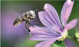  ?? Photograph: Thomas Kienzle/AFP/Getty ?? A bee covered with pollen lands on a common mallow. Insect population­s are estimated to have declined by up to 75% since the 1970s, with huge effects on pollinatio­n of food crops.