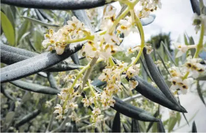  ?? CÓRDOBA ?? La floración del olivo en Córdoba se encuentra muy adelantada esta primavera.