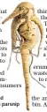  ??  ?? Research shows consumers avoid misshapen produce, such as this parsnip