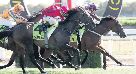  ?? Picture / Trish Dunell ?? Start Wondering (above) edges Natuzzi in the $200,000 NRM Sprint and (left) Volkstok’n’barrell (red cap) is too good for Savile Row in the $400,000 Herbie Dyke Stakes at Te Rapa on Saturday.
