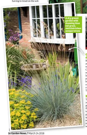  ?? Helictotri­chon sempervire­ns ?? A dry gravel garden with stunning blue oat grass,