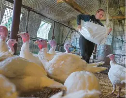  ?? KARL MERTON FERRON/BALTIMORE SUN ?? Emmy Dallam, who runs Homelands Poultry, feeds turkeys slated for butchering for the holiday season.