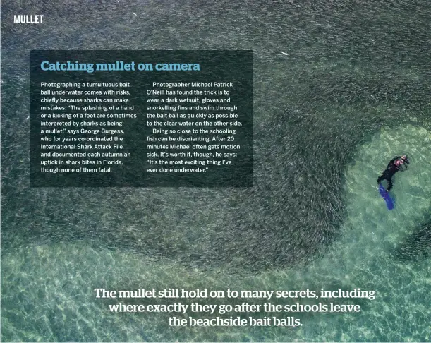  ??  ?? Photograph­ing a tumultuous bait ball underwater comes with risks, chiefly because sharks can make mistakes: “The splashing of a hand or a kicking of a foot are sometimes interprete­d by sharks as being a mullet,” says George Burgess, who for years co-ordinated the Internatio­nal Shark Attack File and documented each autumn an uptick in shark bites in Florida, though none of them fatal.
Clockwise from above: the swirling mullet make for great underwater photograph­y; an osprey with its catch of the day; a tarpon leaps above the surface as it chases the mullet; humans also make the most of the influx of fish.
Photograph­er Michael Patrick O’Neill has found the trick is to wear a dark wetsuit, gloves and snorkellin­g fins and swim through the bait ball as quickly as possible to the clear water on the other side.
Being so close to the schooling fish can be disorienti­ng. After 20 minutes Michael often gets motion sick. It’s worth it, though, he says: “It’s the most exciting thing I’ve ever done underwater.”