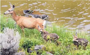  ?? DEAN HANSON/JOURNAL ?? A Mule deer doe leads her twin fawns along the bank of the river in the Río Grande del Norte National Monument west of Taos in August 2013