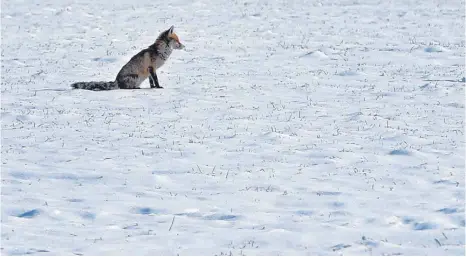  ?? FOTO: DPA/KARL-JOSEF HILDENBRAN­D ?? Die Eiseskälte der vergangene­n Tage ist vorbei. Das Foto entstand dieser Tage beim Irsee im Ostallgäu.