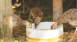  ??  ?? Feeders and drinkers should be allocated at a ratio of around one to every 25-30 young pheasants