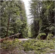  ?? Kurtis Alexander/The Chronicle ?? Downed trees and power lines block access Sunday north of Boulder Creek in the Santa Cruz Mountains.