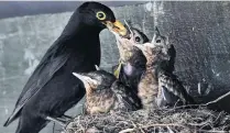  ?? PHOTO: OTAGO IMAGES ?? Blackbirds search for their food in an area around their nest, but gannets, which live in colonies, fly out to sea to find food.