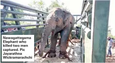  ??  ?? Nawagatteg­ama Elephant who killed two men captured. Pic Jayarathna Wickramara­chchi