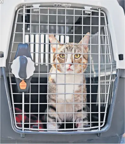  ?? ?? 5
England defenders Kyle Walker and John Stones, were particular­ly fond of Dave after he regularly joined them at dinner time at their hotel in Qatar. Main image, Dave in a cat carrier as it waits to go to the vet in preparatio­n for the flight to a new home in the UK