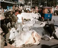 ?? Symbolfoto: Kurt Rohwedder, dpa ?? Kühe sind für Hindus heilig. Im bevölkerun­gsreichste­n Bundesstaa­t dürfen sie deshalb nicht geschlacht­et werden.