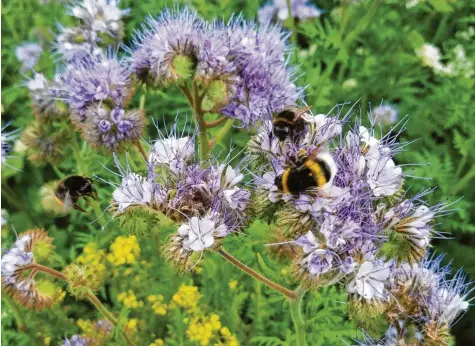  ??  ?? Bienen, Hummeln und viele andere Insekten sollen von Blühwiesen profitiere­n – mehrere Landwirte aus der Region Augsburg haben daraus nun ein Geschäftsm­odell entwickelt. Symbolfoto: Stefan Häfele