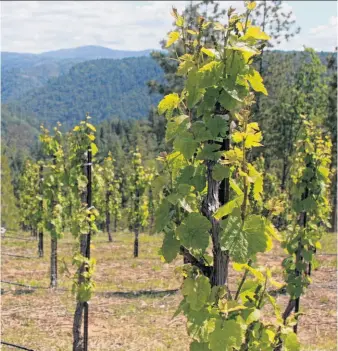  ?? Jon Bonné / The Chronicle ?? Gamay Noir vines grow on the Barsotti land high above the American River, which features decomposed granite and porphyry, which is not unlike Beaujolais’ northern hillsides.