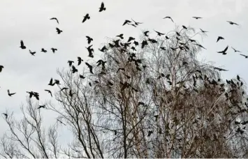  ?? Foto: Wild (Symbolbild) ?? Saatkrähen flattern mit großem Geschrei in den Bäumen. Anwohner in Bäumenheim müssen das seit Jahren ertragen. Und auch für die Landwirtsc­haft ist das ein großes Problem.