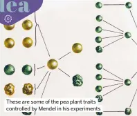  ?? ?? These are some of the pea plant traits controlled by Mendel in his experiment­s