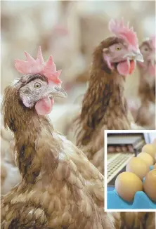  ?? AP FILE PHOTOS ?? FOOD FIGHT: Thirteen states are suing Massachuse­tts, claiming its voter-passed law banning the sale of eggs from overly confined animals is unconstitu­tional.