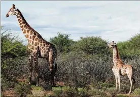  ?? EMMA WELLS VIA THE NEW YORK TIMES ?? A photo provided by Emma Wells shows a dwarf giraffe, right, with an adult male in Namibia. Dwarfism, or skeletal dysplasia, is rare among wild animals and this is the first time it has been observed among giraffes.