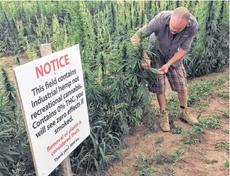  ?? BILL SPURR/SALTWIRE NETWORK ?? Kevin Cain of Maritime Hemp Innovation examines a hemp field near Cocagne, N.B. Hemp is an establishe­d crop in New Brunswick and is starting to be grown in Nova Scotia.