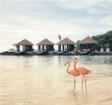  ?? PHOTO TIRÉE D’INSTAGRAM @DANUBIUSDA­N ?? Sur l’île au large d’Aruba, flamants roses et vacanciers partagent les eaux turquoise.