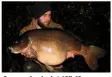  ??  ?? Scar was banked at 48lb 12oz...