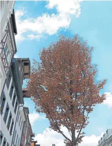  ?? FOTO: EVA HUBER ?? Die Hitze hinterläss­t ihre Spuren: braunes Laub in der Innenstadt.