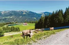  ??  ?? Hier führt der Weg vom Ofterschwa­nger Horn wieder runter – vorbei an der Geißrücken­alpe und einem Speicherse­e für die Beschneiun­g im Winter.