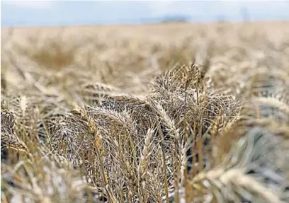  ?? LA VOZ / ARCHIVO ?? EVALUACIÓN. El trigo no ofrece grandes respuestas a densidades de 100 y de 200 semillas viables por metro cuadrado.