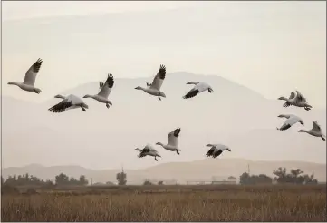  ?? NINA RIGGIO — CALMATTERS ?? Snow Geese take flight at the Sacramento National Wildlife Refuge complex in Willows.