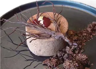  ??  ?? The perfect end to a meal: The dessert of Earl Grey mousse with caramel overlaid with chocolate branches.