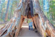  ?? MICHAEL BROWN / FOR ASSOCIATED PRESS ?? A couple pose under the tree in May 2015. A massive storm sent the sequoia crashing down on Sunday.