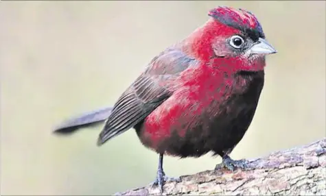  ??  ?? DIVERSIDAD. En los tres balnearios de Maldonado estudiados se registran 184 especies de aves; el departamen­to, en total, tiene 350.