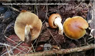  ?? ?? Examining the gills of a mushroom can reveal a wealth of informatio­n