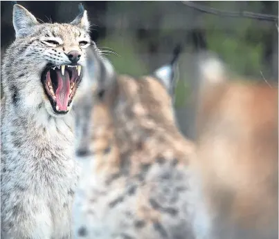  ?? Picture: Getty. ?? Six Eurasian lynx could be brought to the Kielder Forest region of Northumber­land.