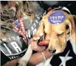  ??  ?? A dog wears a campaign sticker as supporters gather to rally with Republican presidenti­al nominee Donald Trump in Colorado Springs, Colorado this week.