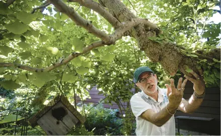  ?? RICHARD TSONG-TAATARII/MINNEAPOLI­S STAR TRIBUNE ?? Chuck Levine shows how a ginkgo tree grows prized downward“tumors”in Roseville, Minnesota.